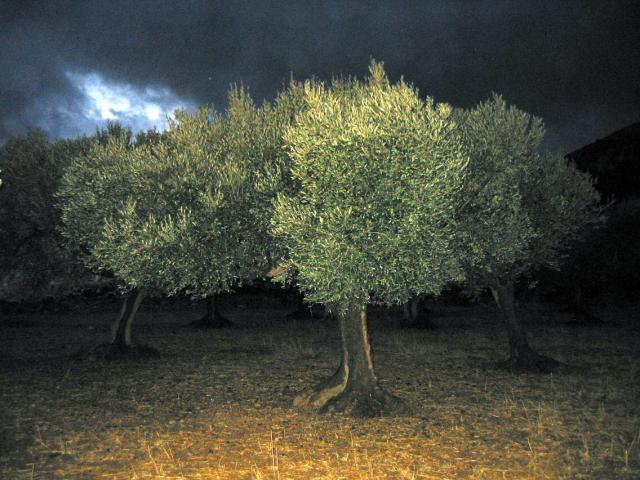 _dark olive109-0997