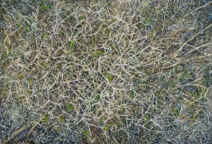 Μαρία Βασιλάκη,