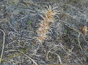 Μαρία Βασιλάκη,