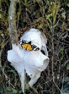 Μαρία Βασιλάκη, ζωή