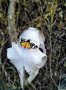 Μαρία Βασιλάκη, ζωή